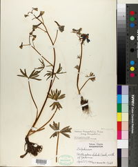 Delphinium lineapetalum subsp. lineapetalum image