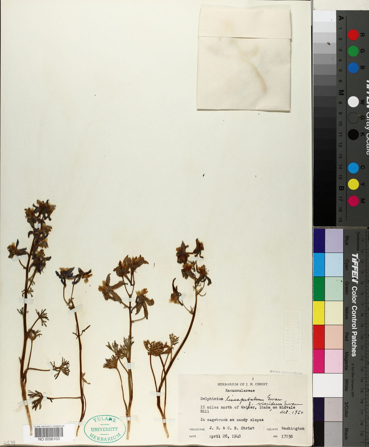 Delphinium lineapetalum image