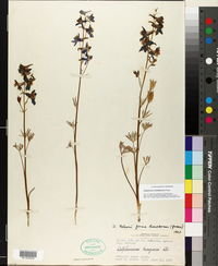 Delphinium nuttallianum image