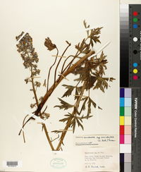Delphinium occidentale subsp. occidentale image