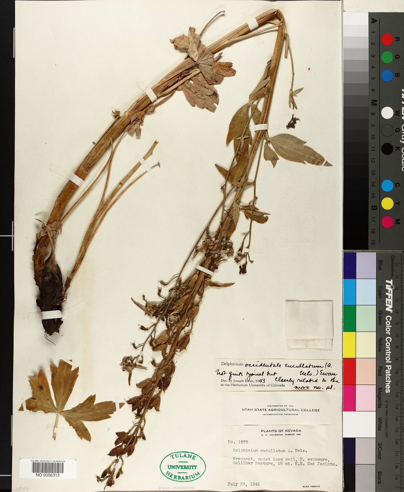Delphinium occidentale subsp. cucullatum image