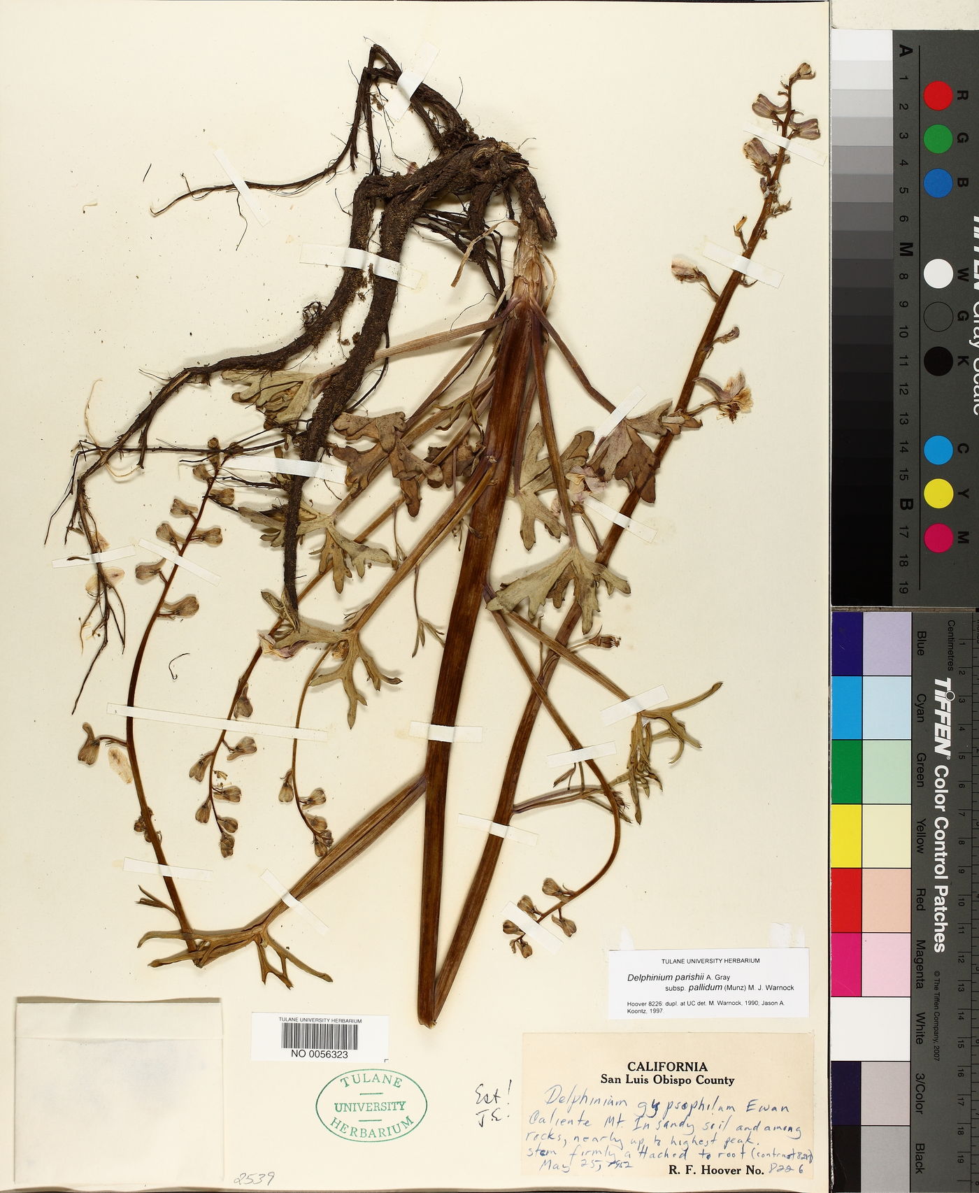 Delphinium parishii subsp. pallidum image