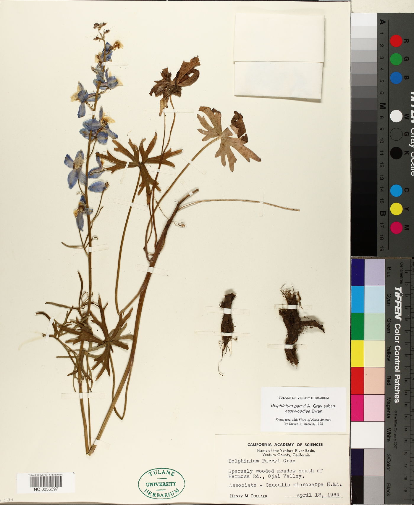 Delphinium parryi subsp. eastwoodiae image