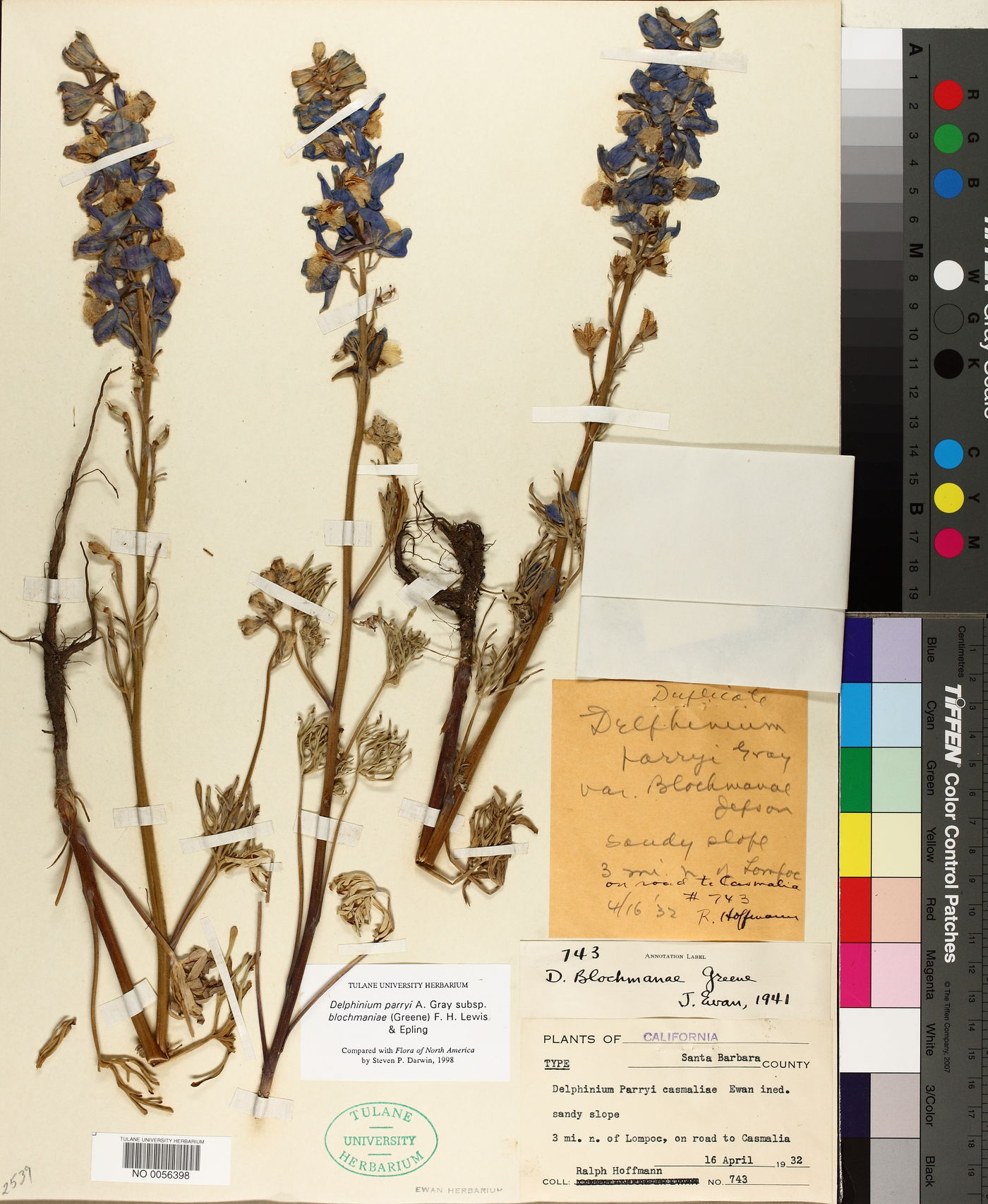 Delphinium parryi subsp. blochmaniae image