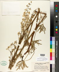 Delphinium parryi subsp. maritimum image