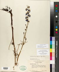 Delphinium parryi subsp. parryi image