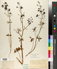 Delphinium patens subsp. patens image