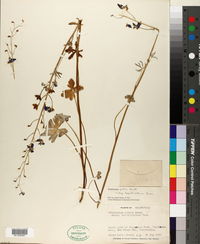 Delphinium patens image