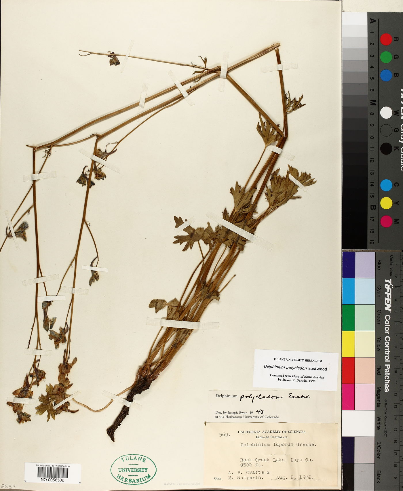 Delphinium polycladon image