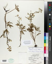 Delphinium tricorne image