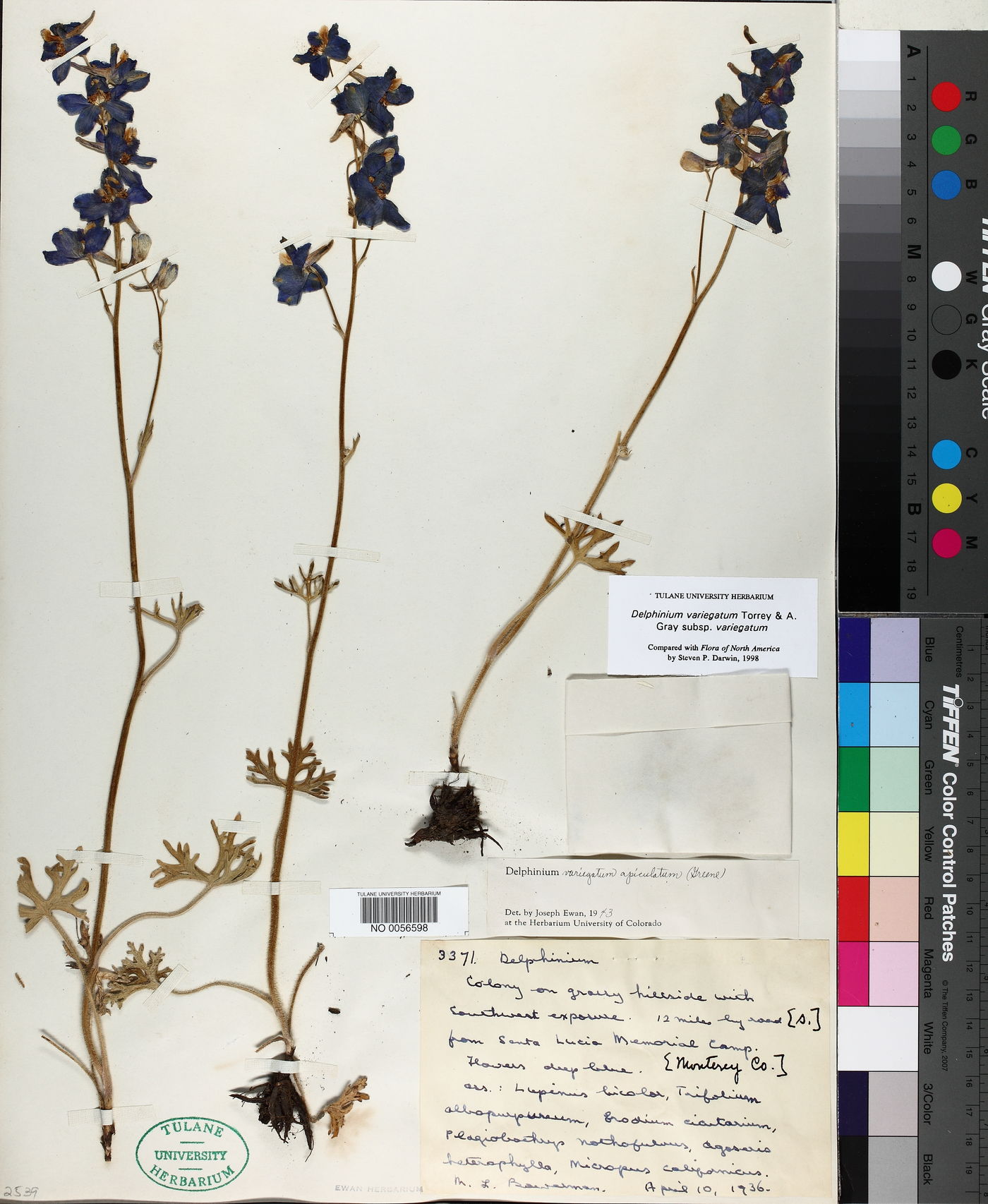 Delphinium variegatum subsp. variegatum image