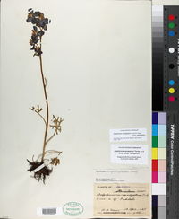 Delphinium variegatum subsp. variegatum image