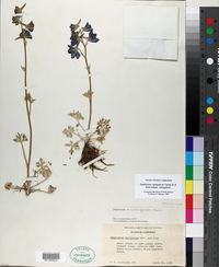 Delphinium variegatum subsp. variegatum image