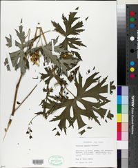 Aconitum lycoctonum subsp. neapolitanum image