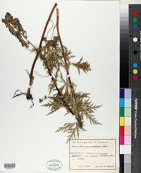 Image of Aconitum paniculatum