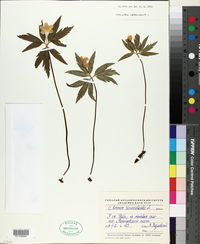 Anemone ranunculoides image