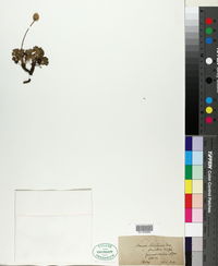 Anemone baldensis image