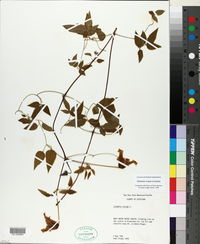 Clematis crispa image