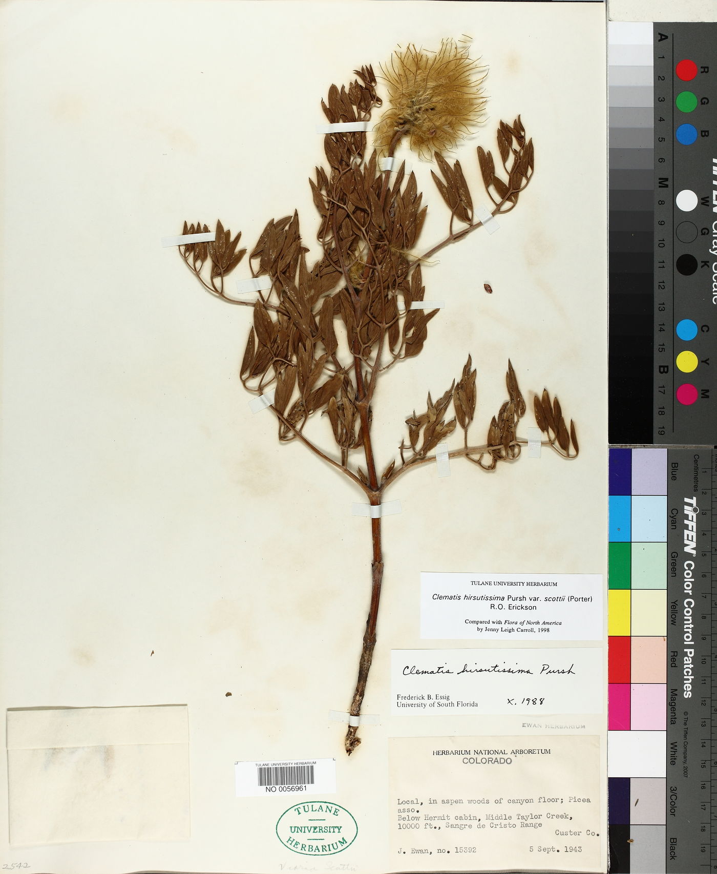 Clematis hirsutissima var. scottii image