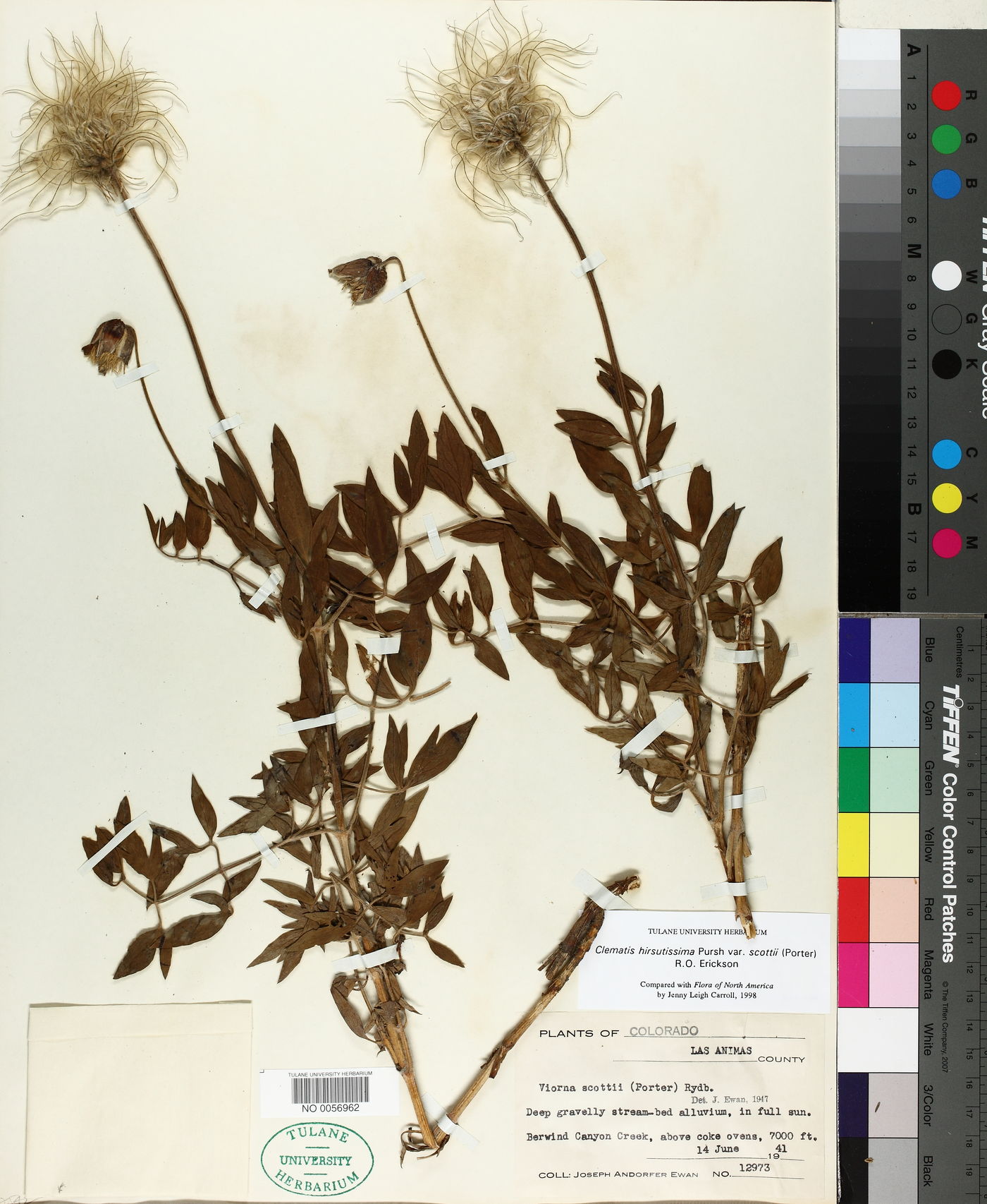Clematis hirsutissima var. scottii image