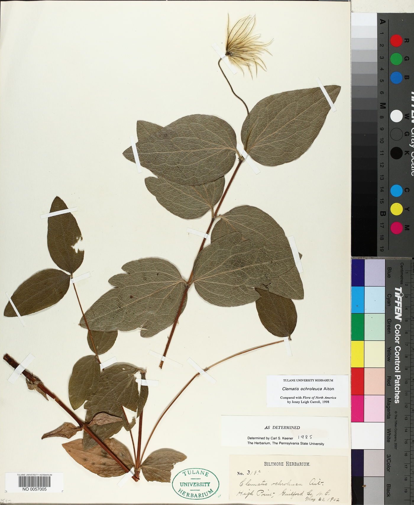 Clematis ochroleuca image