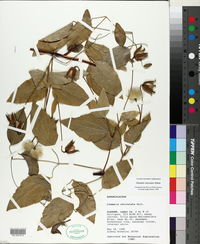 Clematis subreticulata image