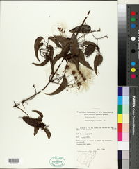 Image of Clematis glycinoides