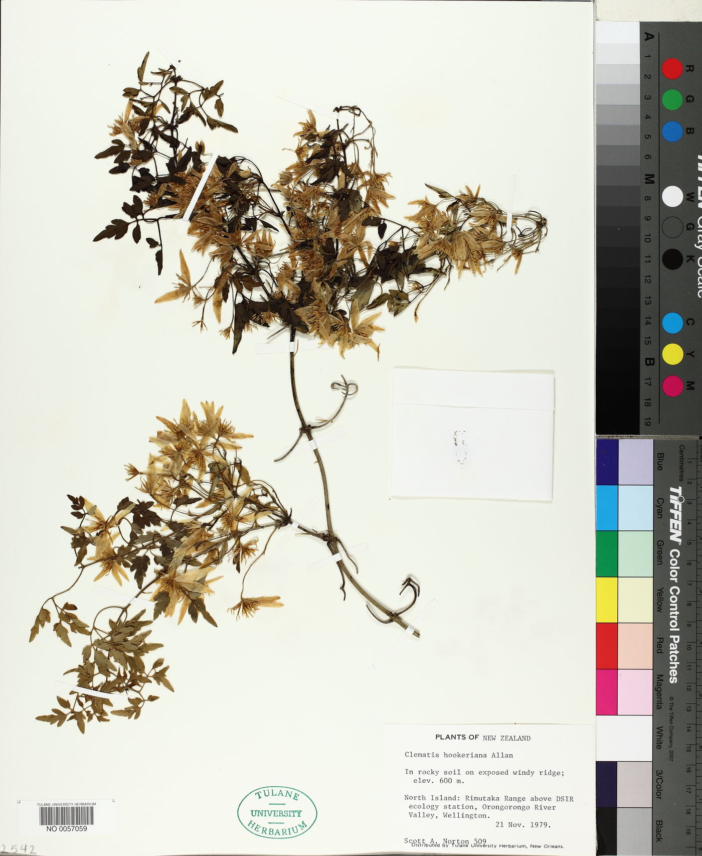 Clematis heracleifolia image