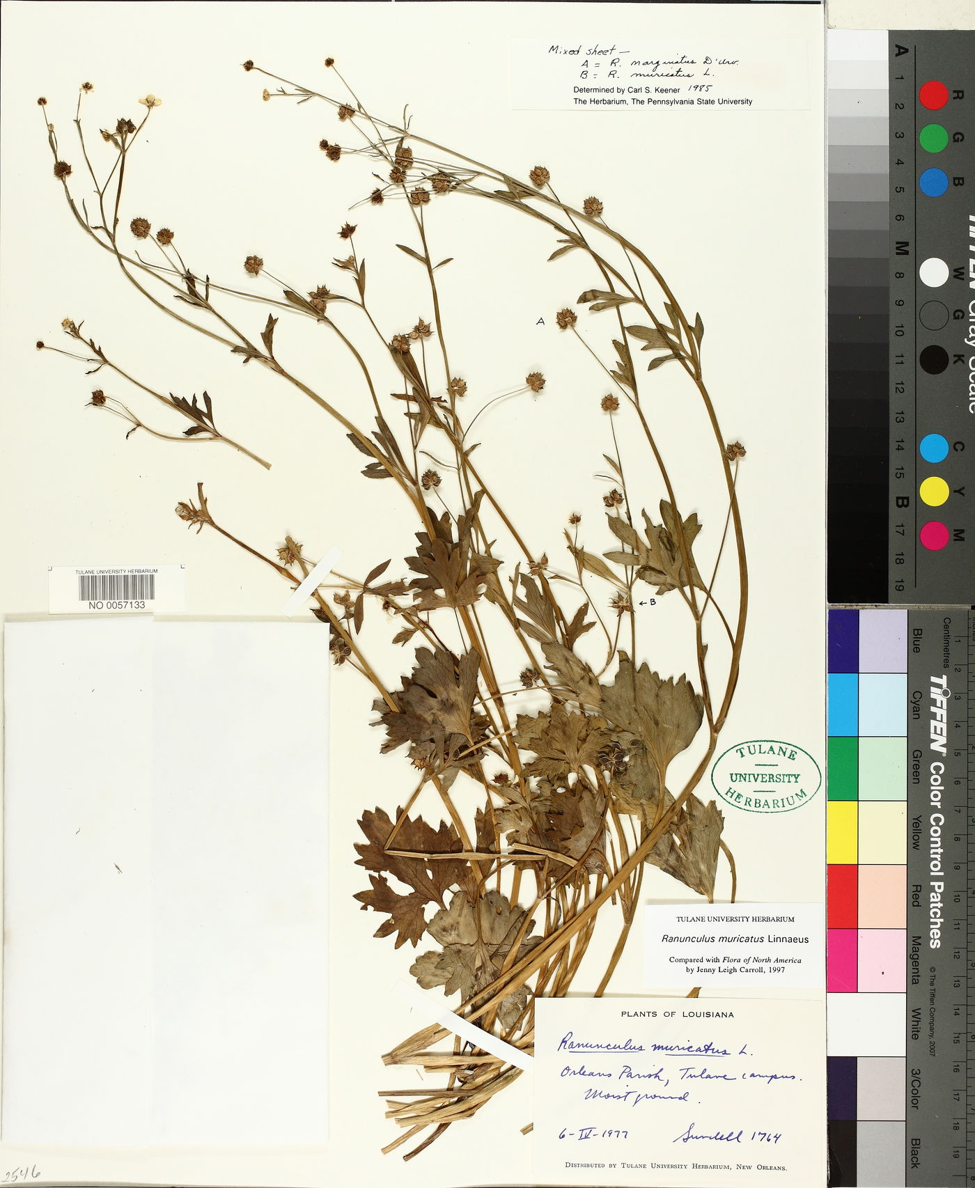 Ranunculus muricatus image