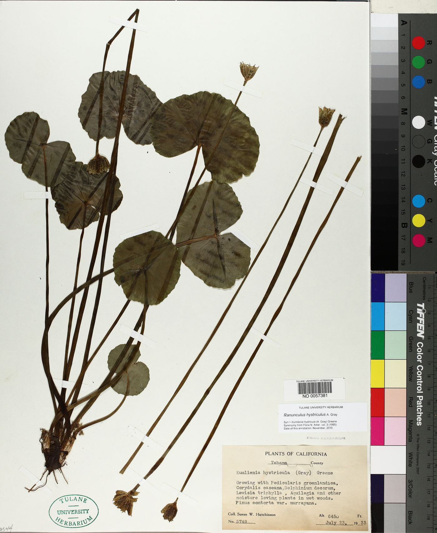 Ranunculus hystriculus image