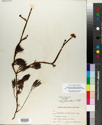 Ranunculus flabellaris image