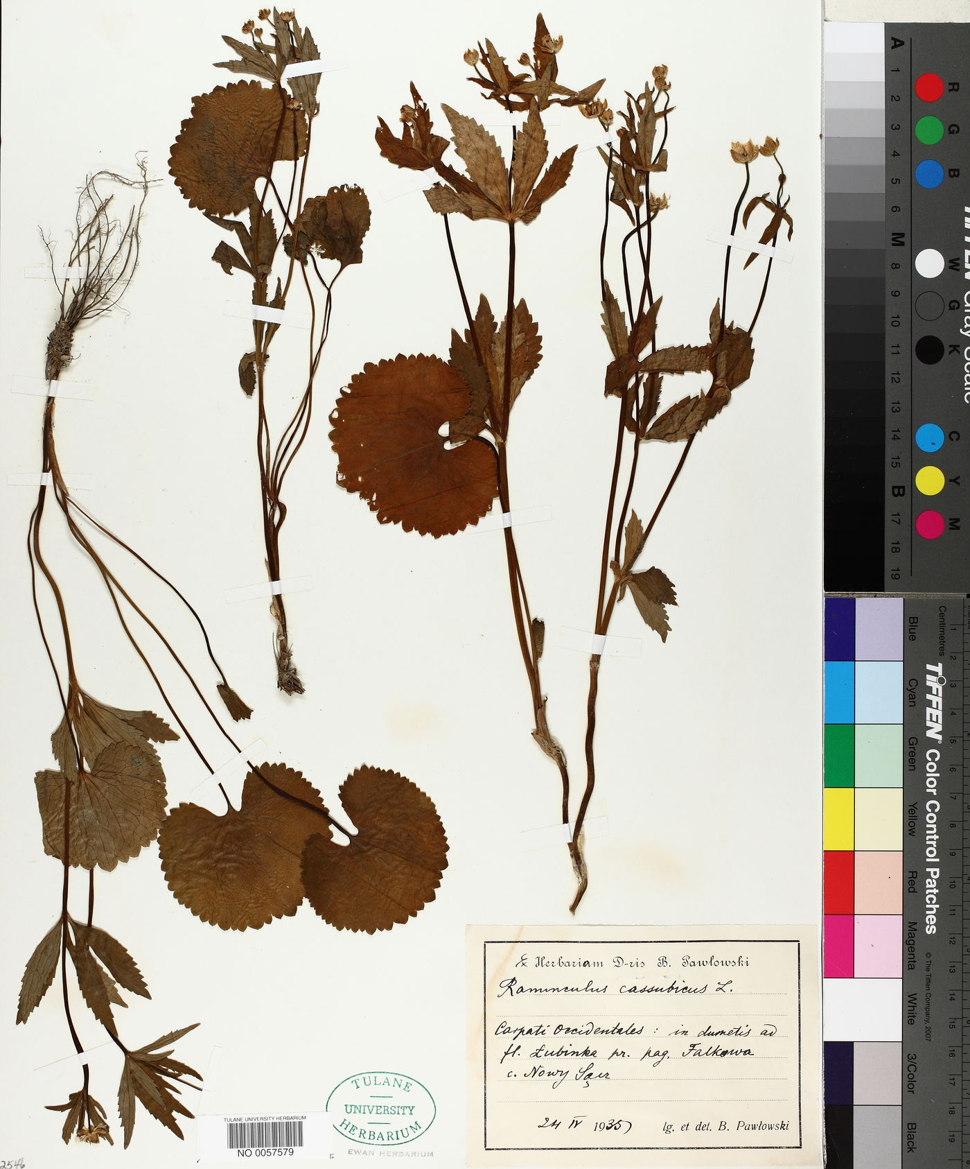 Ranunculus cassubicus image