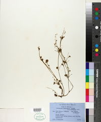 Ranunculus bonariensis image