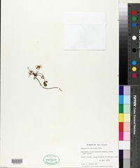 Ranunculus foliosus image