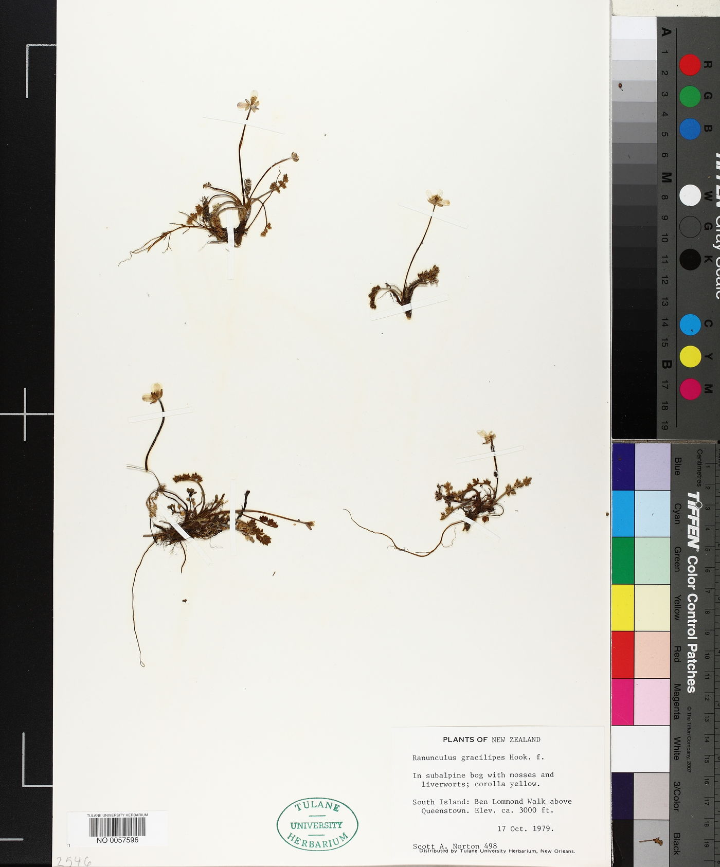 Ranunculus gracilipes image