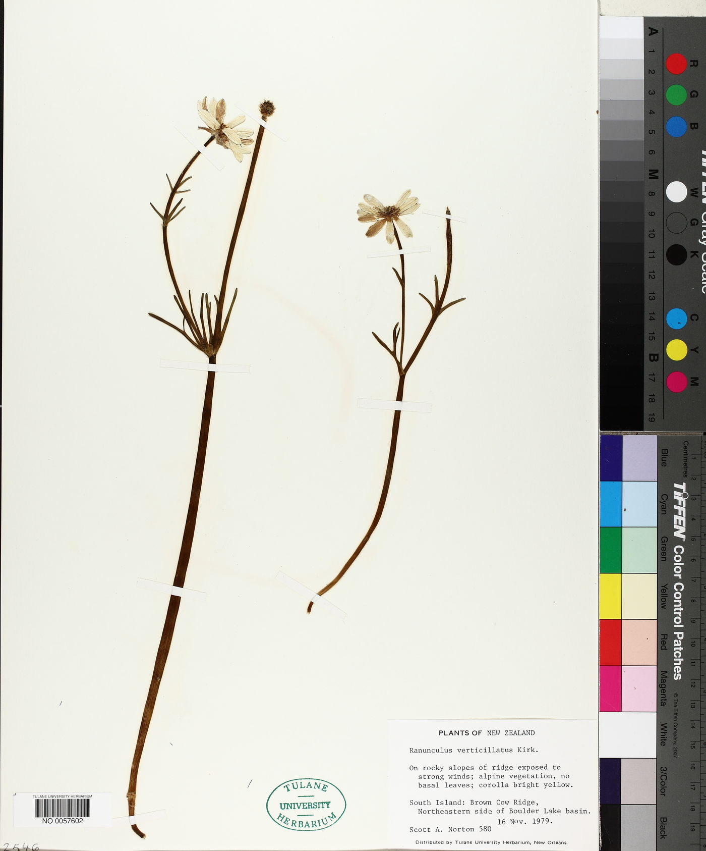 Ranunculus verticillatus image