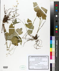 Ranunculus platanifolius image