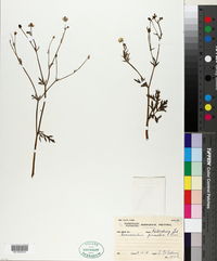 Ranunculus wallichianus image