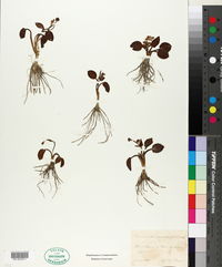 Ranunculus parnassifolius image
