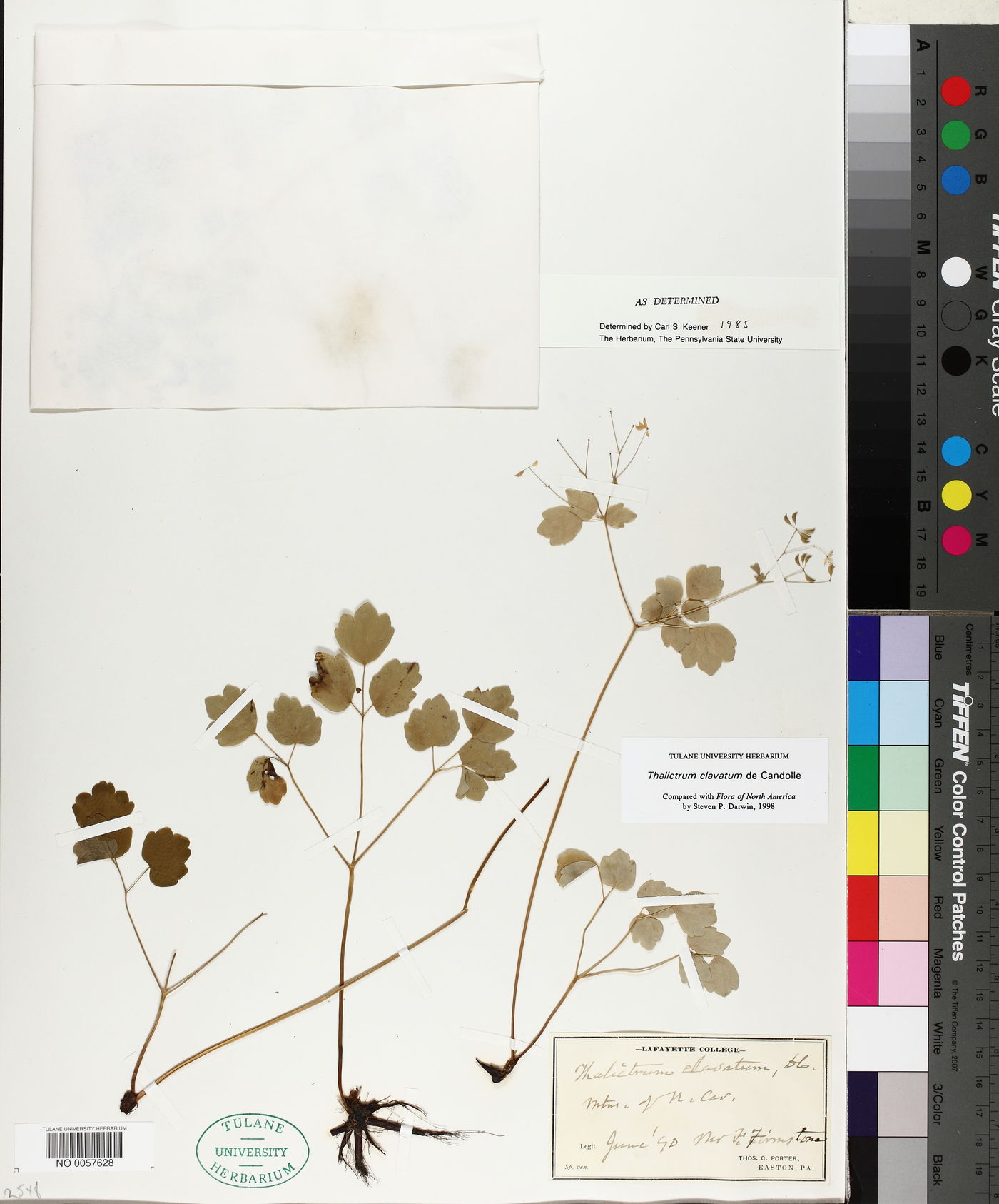 Thalictrum clavatum image