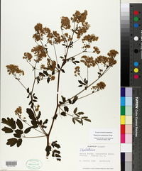 Thalictrum pubescens image