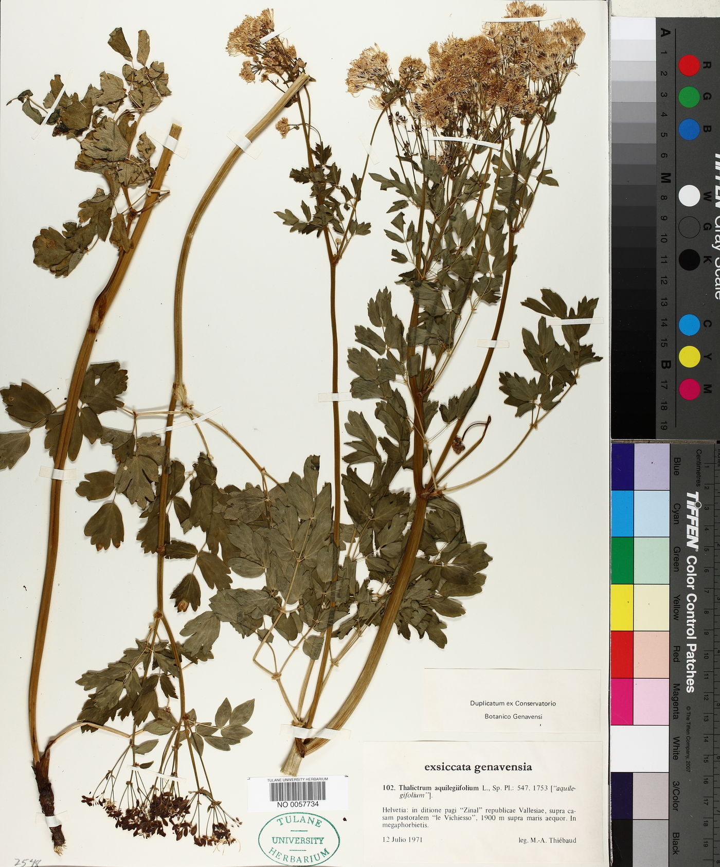 Thalictrum aquilegiifolium image