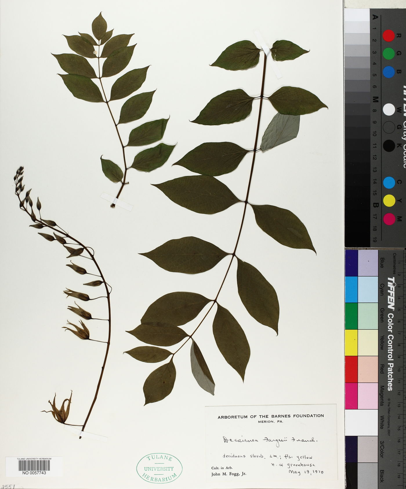 Decaisnea fargesii image