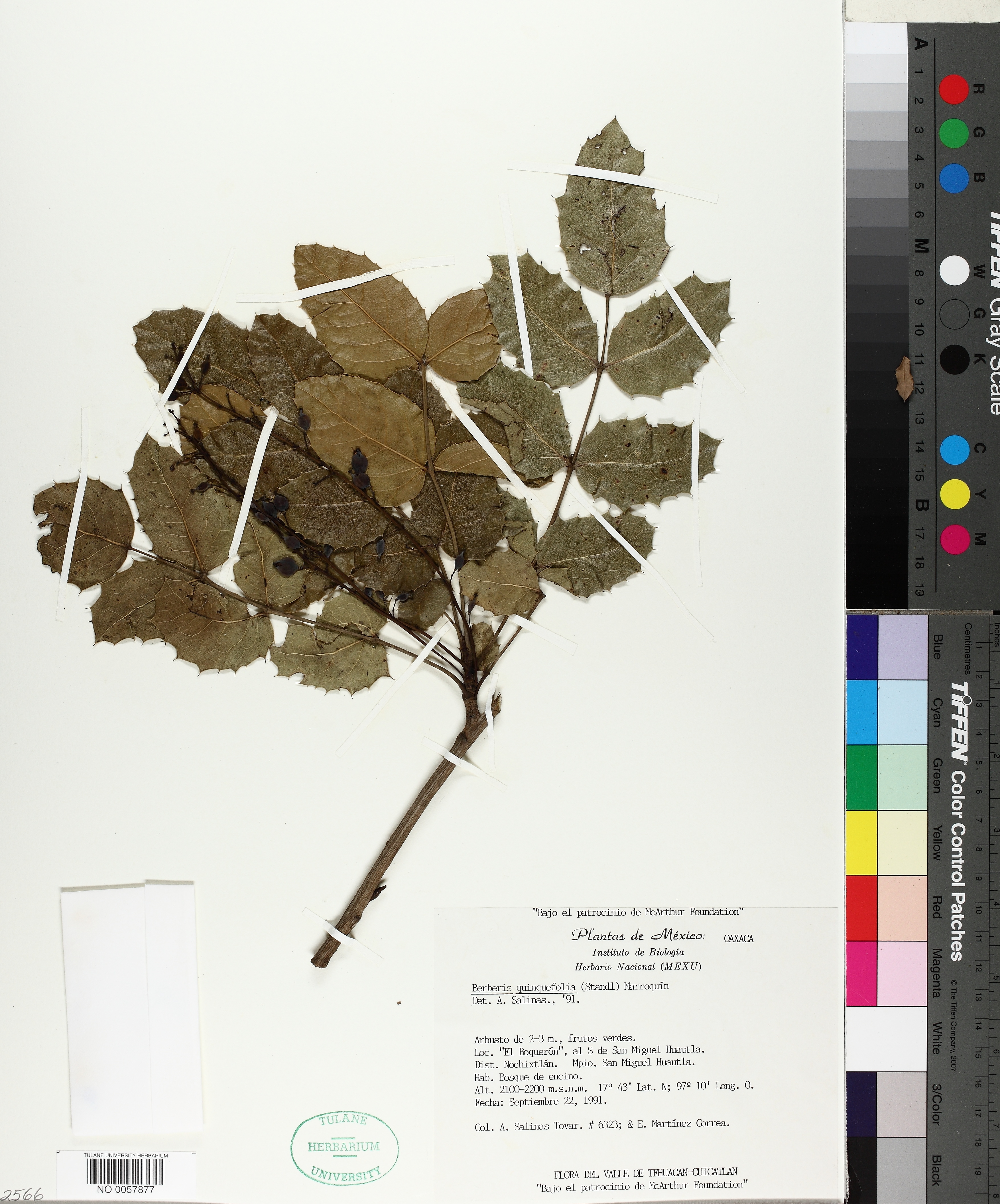 Berberis quinquefolia thumbnail