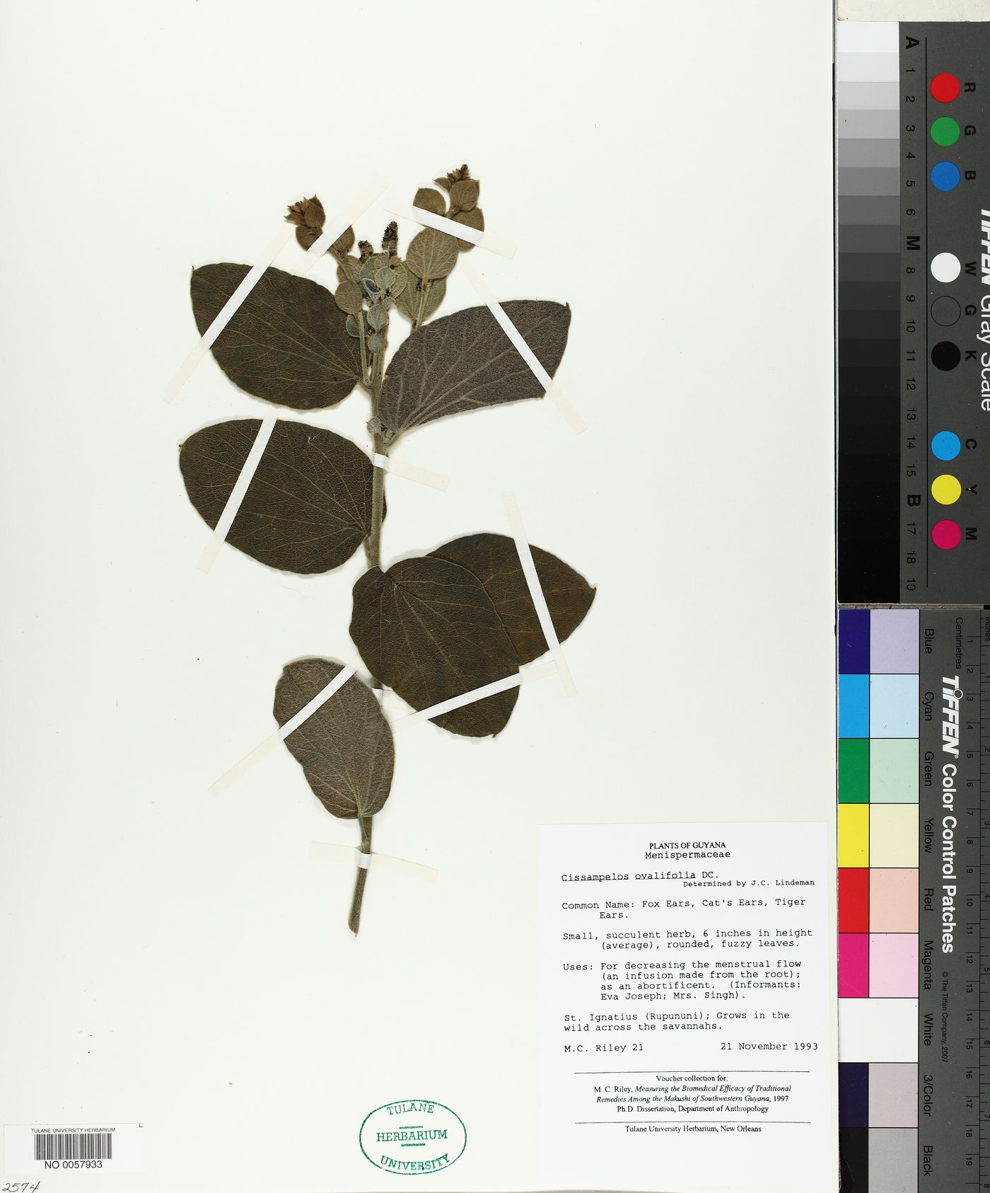 Cissampelos ovalifolia image