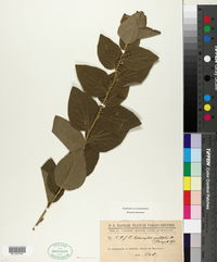 Cissampelos ovalifolia image