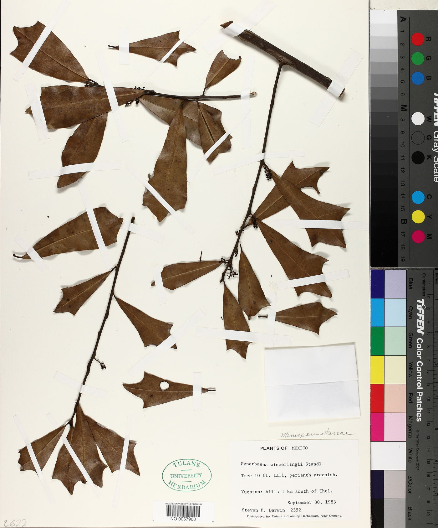 Hyperbaena winzerlingii image