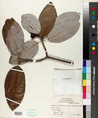 Magnolia virginiana image