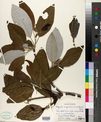 Magnolia virginiana var. australis image