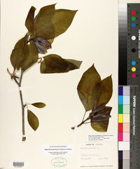 Magnolia acuminata image
